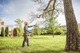 How Our Tree Care Process Works  in Hillsdale, MI